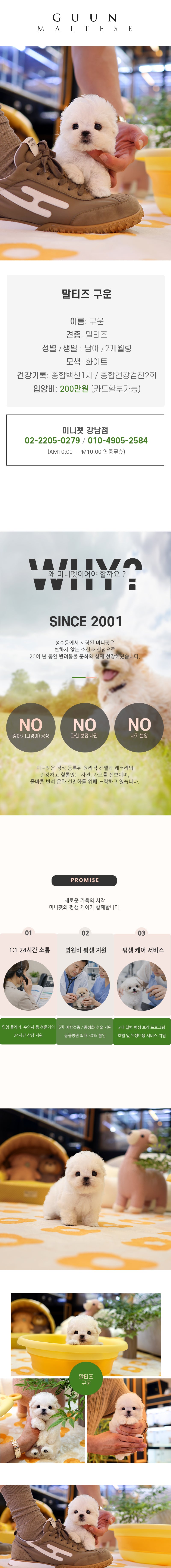 말티즈 - 구운 (남아)