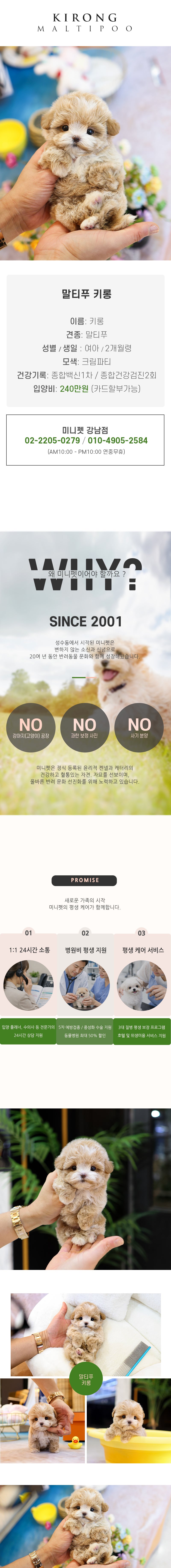말티푸 - 키롱 (여아)