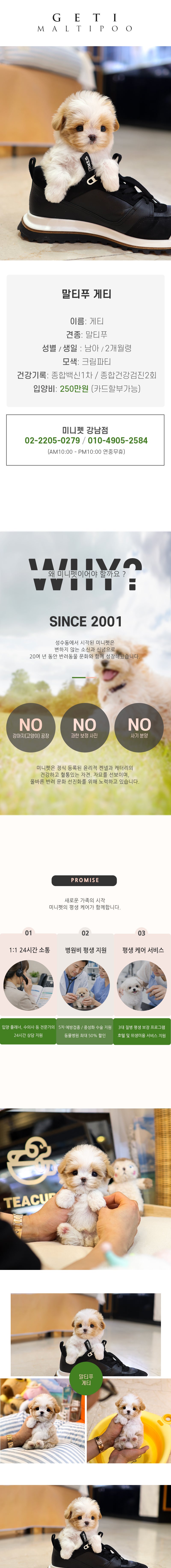 말티푸 - 게티 (남아)