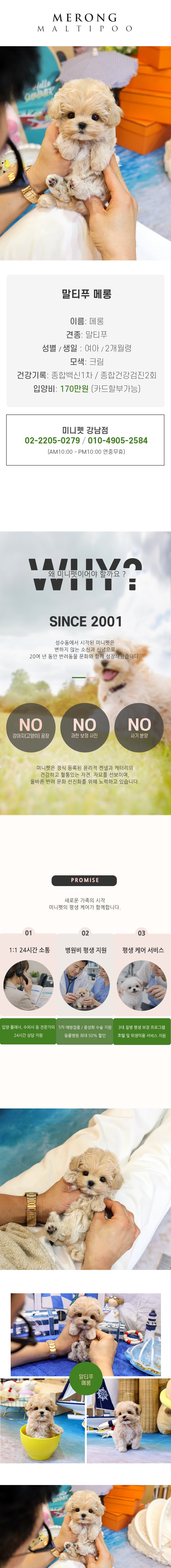 말티푸 - 메롱 (여아)