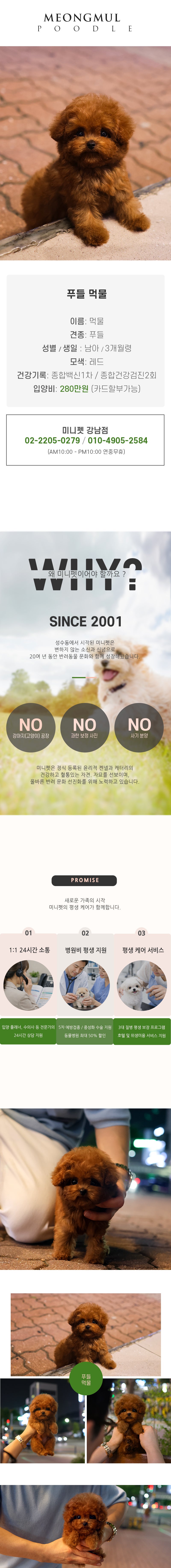 푸들 - 먹물 (남아)