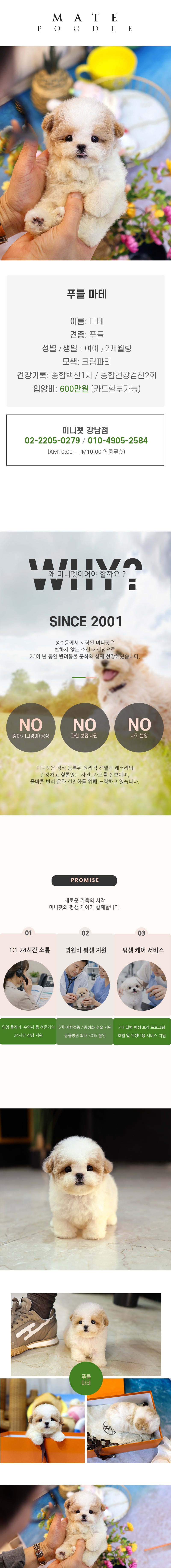 푸들 - 마테 (여아)