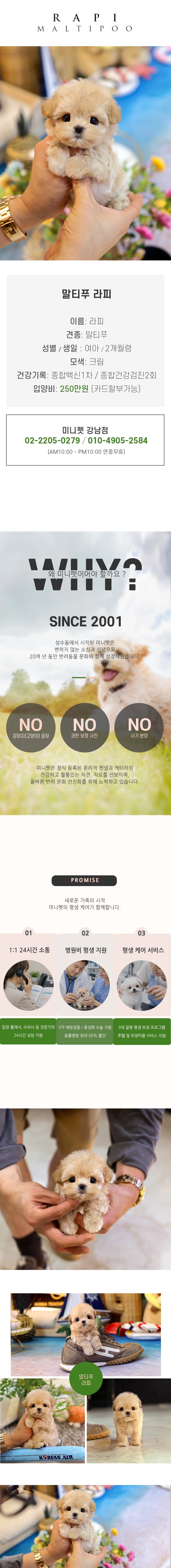말티푸 - 라피 (여아)