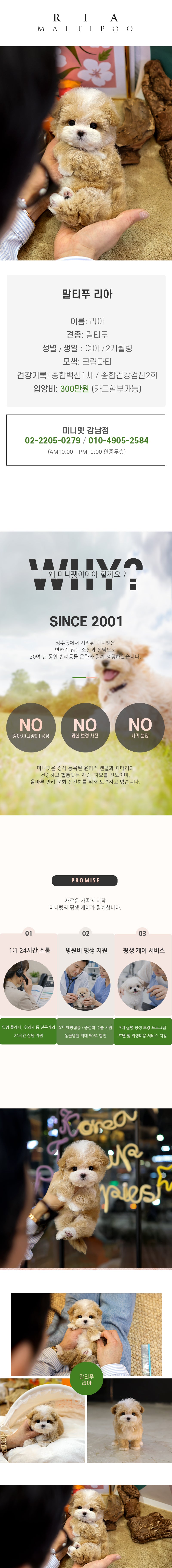 말티푸 - 리아 (여아)