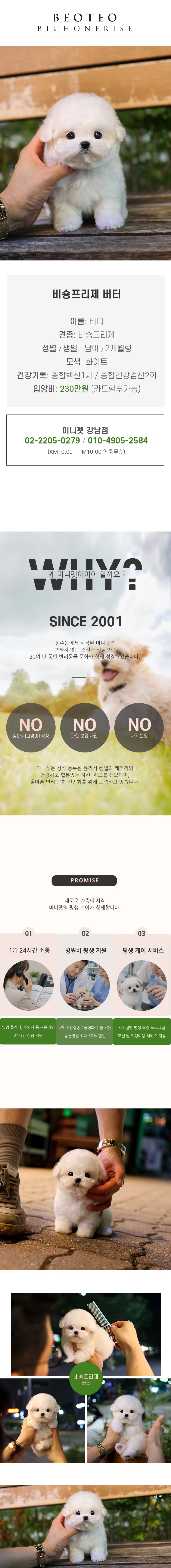 비숑프리제 - 버터 (남아)
