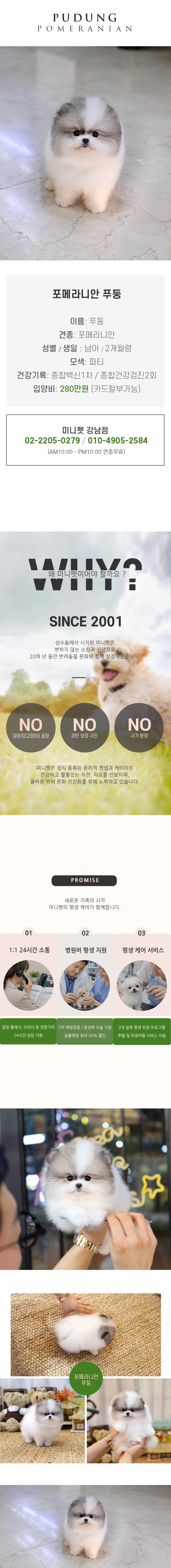 포메라니안 - 푸둥 (남아)