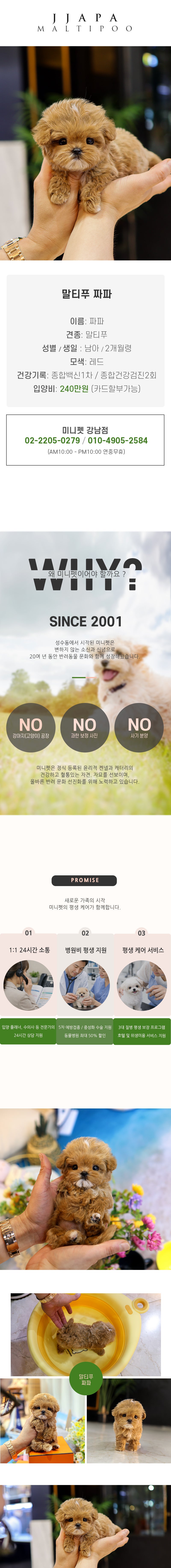말티푸 - 짜파 (남아)