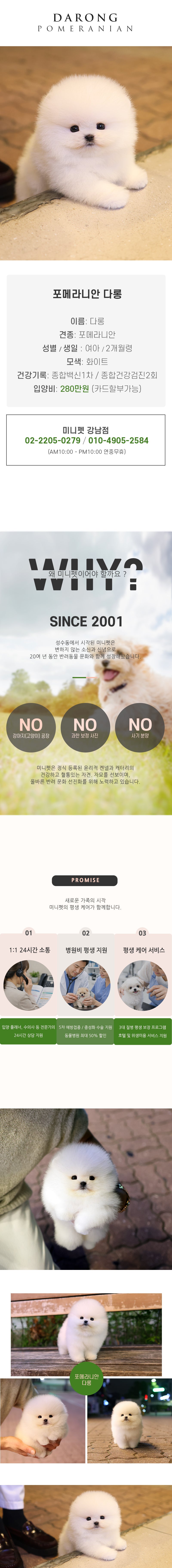 포메라니안 - 다롱 (여아)