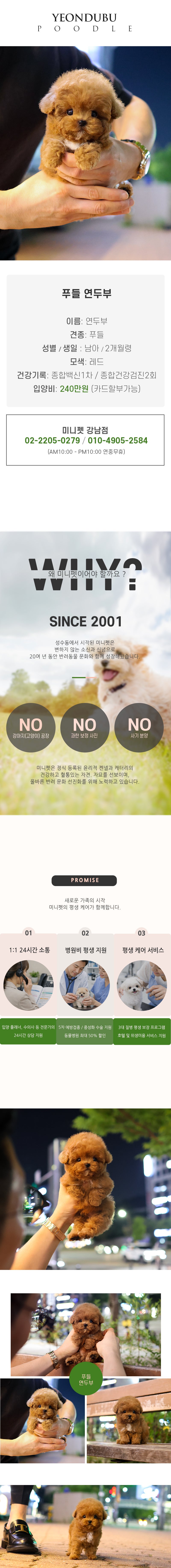 푸들 - 연두부 (남아)