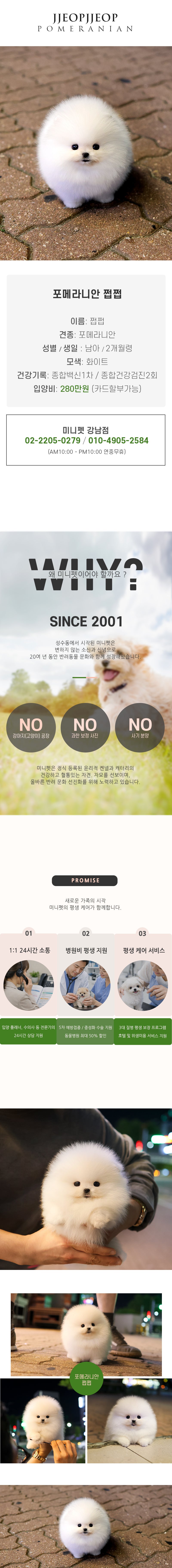 포메라니안 - 쩝쩝 (남아)