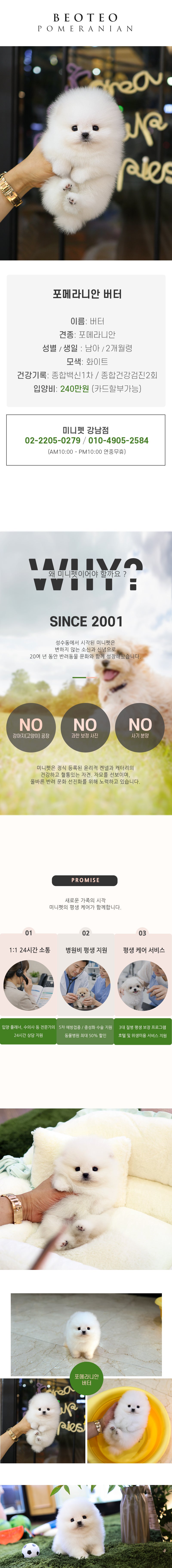 포메라니안 - 버터 (남아)