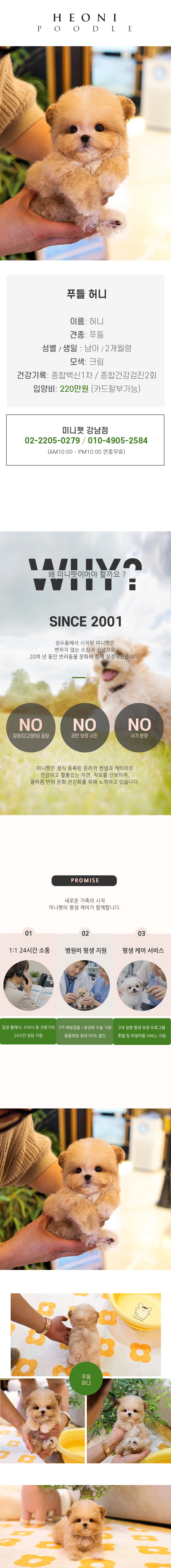 푸들 – 허니 (남아)