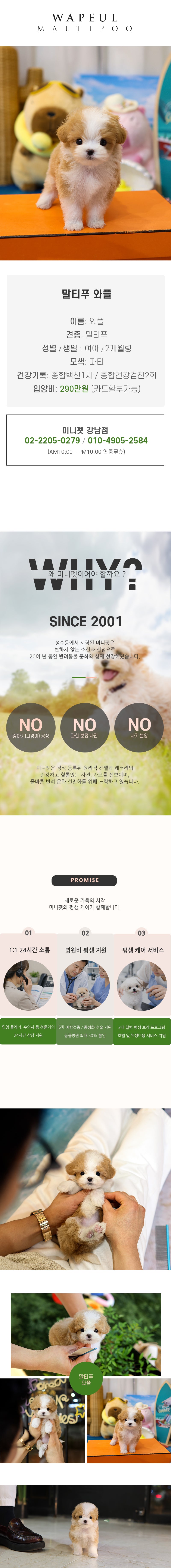 말티푸 - 와플 (여아)