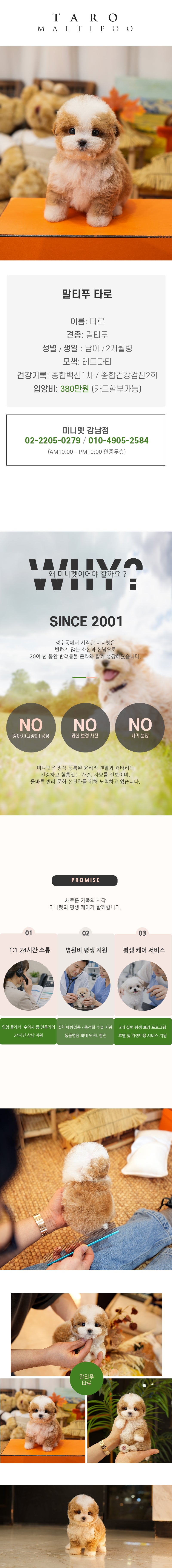말티푸 - 타로 (남아)