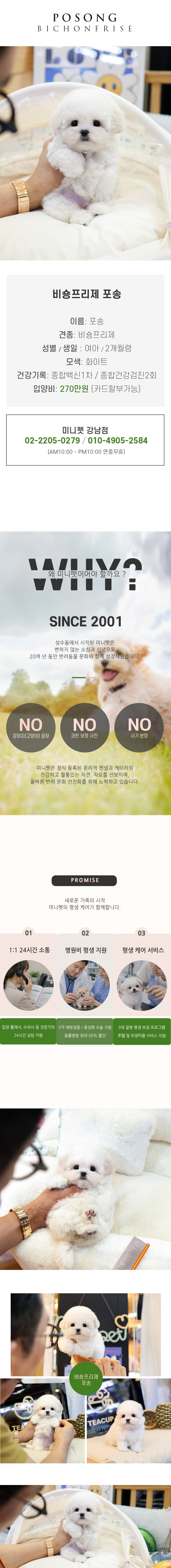비숑프리제 - 포송 (여아)