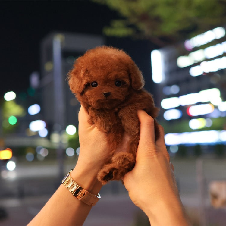 푸들 - 로투스 (여아)