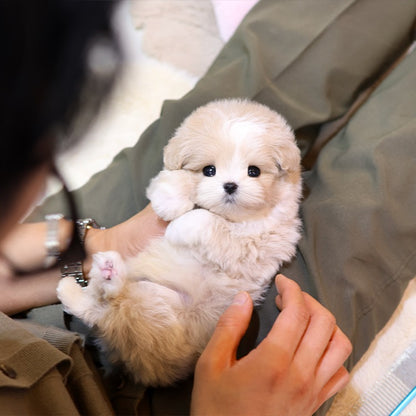 말티푸 - 댕댕 (남아)