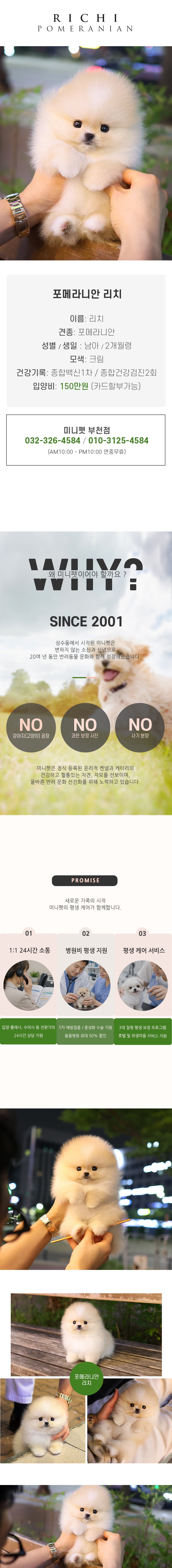 포메라니안 - 리치 (남아)