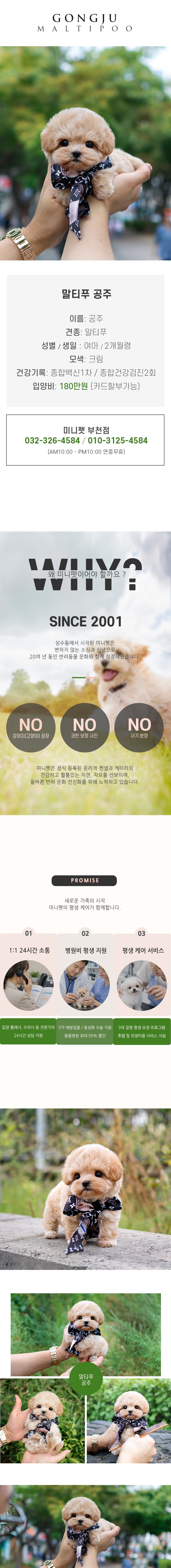 말티푸 - 공주 (여아)