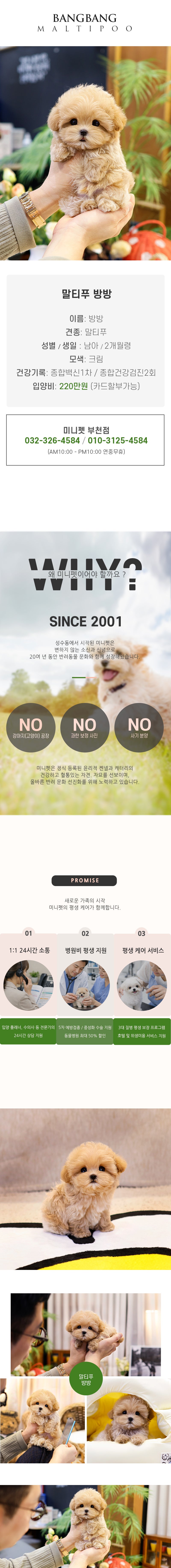 말티푸 - 방방 (남아)