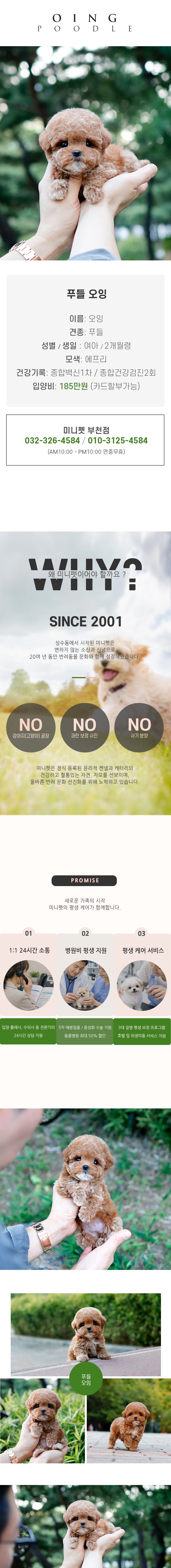푸들 - 오잉 (여아)