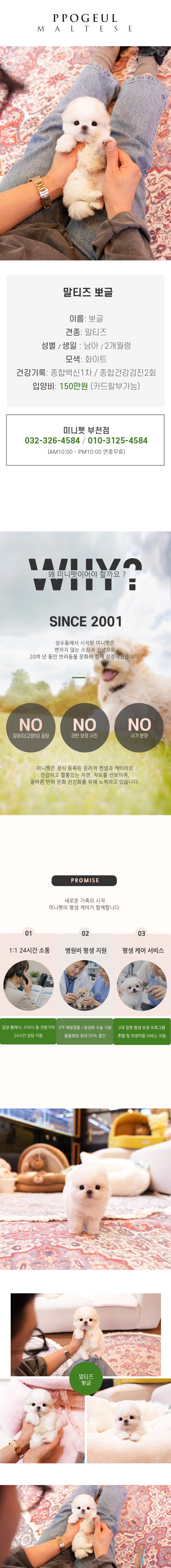 말티즈 - 뽀글 (남아)