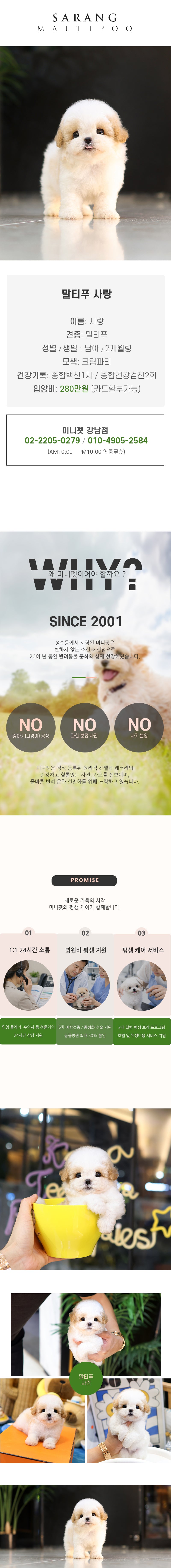 말티푸 - 사랑 (남아)