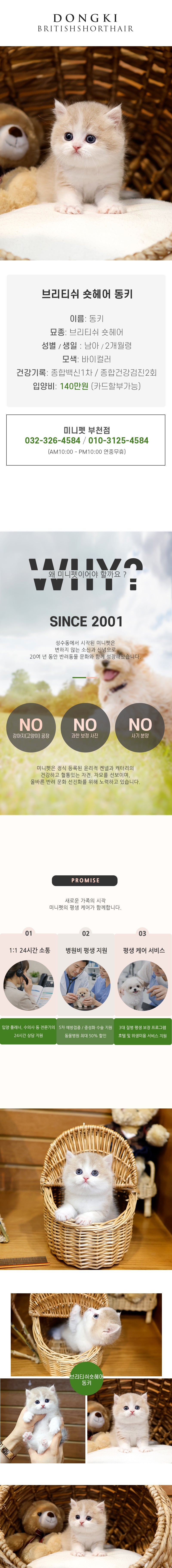 브리티쉬숏헤어 - 동키(남아)