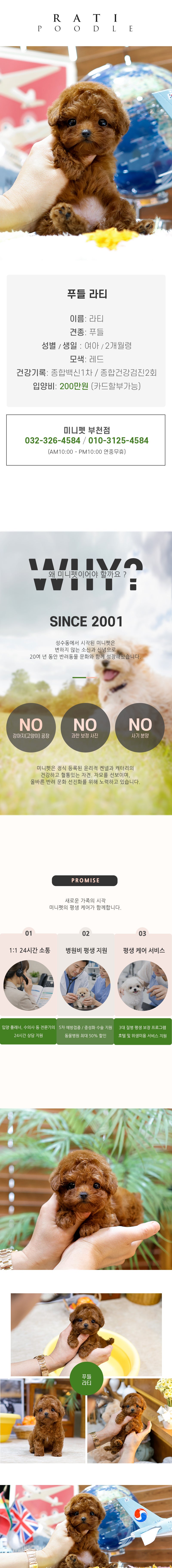 푸들 - 라티 (여아)