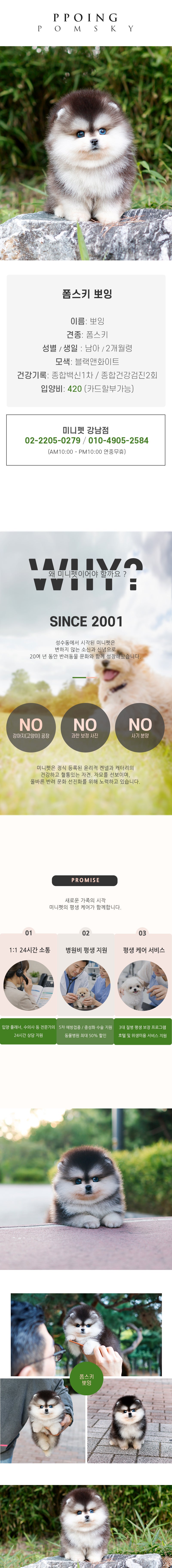 폼스키 - 뽀잉 (남아)