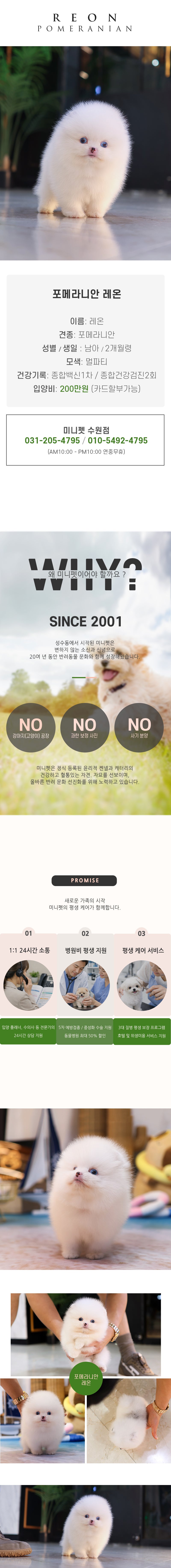 포메라니안 - 레온(남아)