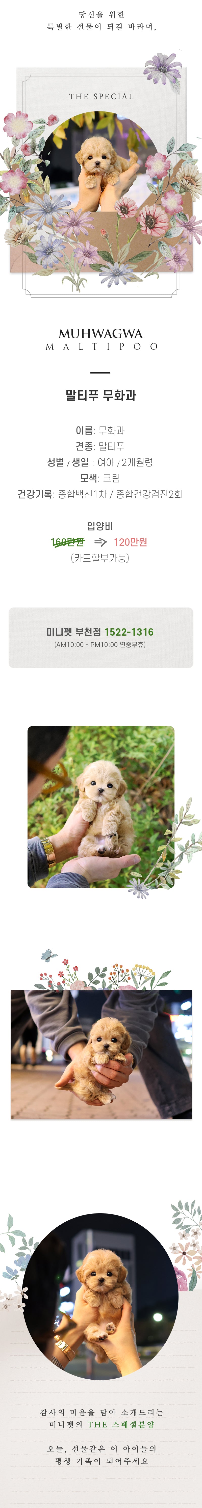 말티푸 - 무화과 (여아)
