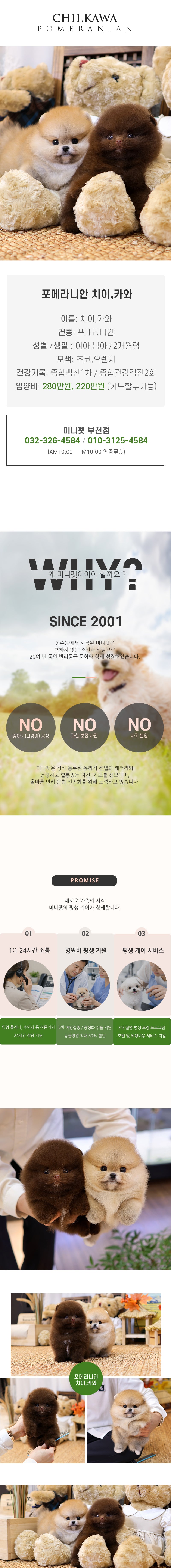 포메라니안 - 치이,카와 (여아,남아)