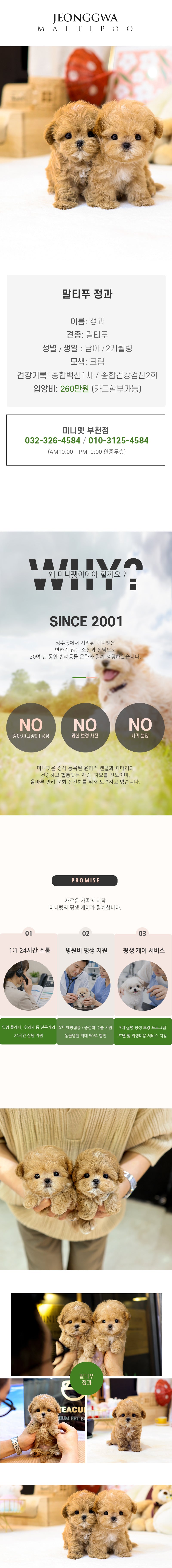 말티푸 - 정과 (남아)