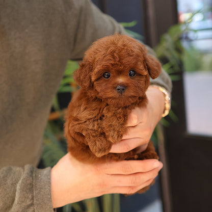 푸들 - 뚜지 (남아)