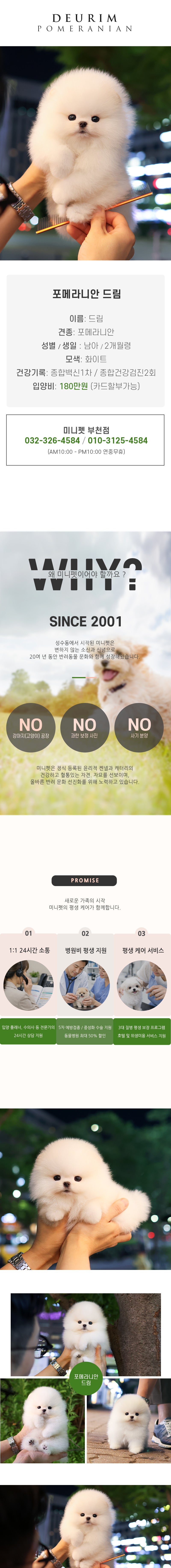 포메라니안 - 드림(남아)
