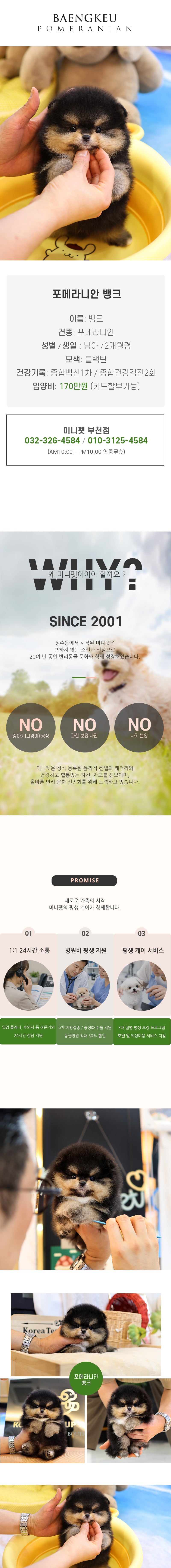 포메라니안 - 뱅크 (남아)